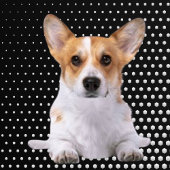 Couvre-club De Golf Corgi points blancs