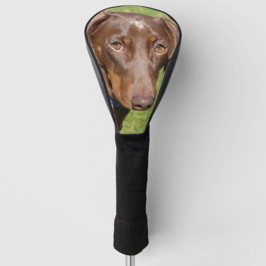 Couvre-club De Golf Dachshund (Devant)