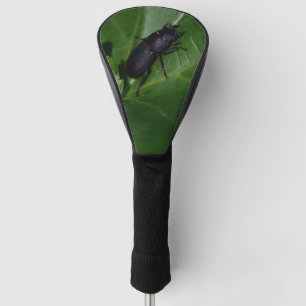 Couvre-club De Golf Dorcus parallelipipedus, le moindre dendroctone du