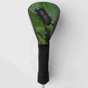 Couvre-club De Golf Dorcus parallelipipedus, le moindre dendroctone du