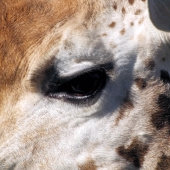 COUVRE-CLUB DE GOLF GIRAFFE