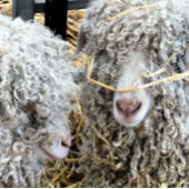 COUVRE-CLUB DE GOLF LES CHÈTES FRAÎCHES