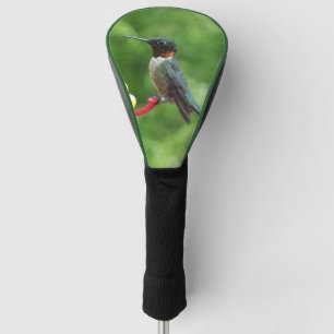 Couvre-club De Golf Photographie d'oiseau de colibri à gorge rubis