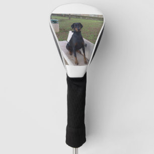 Couvre-club De Golf séance de pincher de dobermann