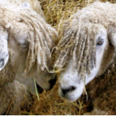 COUVRE-CLUB DE GOLF SHEEP