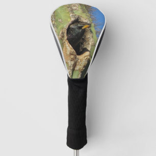 Couvre-club De Golf Starling dans Saguaro Cactus Photo Southwest Bird