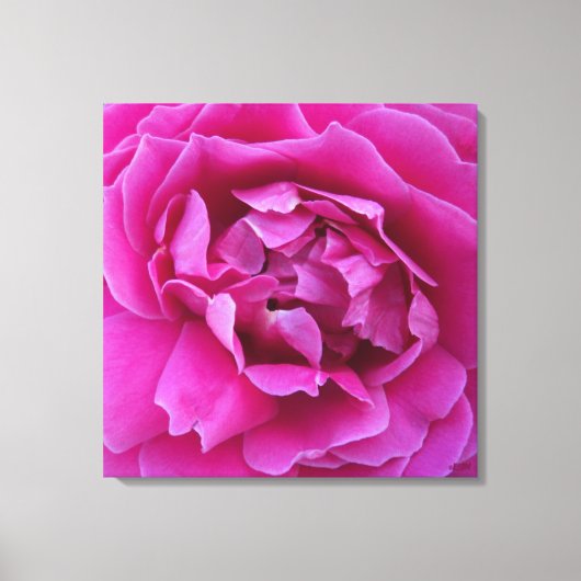 Coveted Rose Stretched Canvas Print (Voorkant)