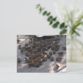 Covey of Bobwhite Quail Briefkaart (Staand voorkant)