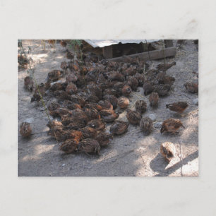 Covey of Bobwhite Quail Briefkaart