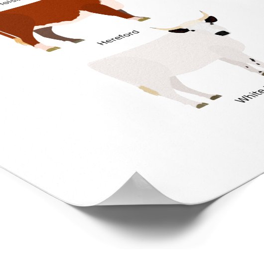 cow breeds poster (Coin)