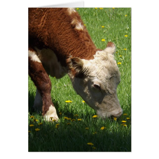Cow card (Devant)