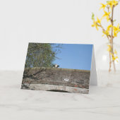 Cow Looking over Bridge Llangollen Canal Notecard Kaart (Gele Bloem)