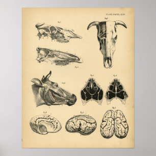 Cow Ox Skull Brain Anatomy 1908 Print