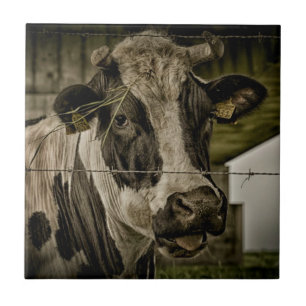 cow tegeltje