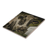 cow tegeltje (Zijkant)