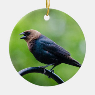 Cowbird Calling Keramisch Ornament