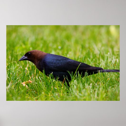 Cowbird met bruine kop (molothrus-ater) poster (Voorkant)