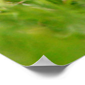 Cowbird met bruine kop (molothrus-ater) poster (Hoek)