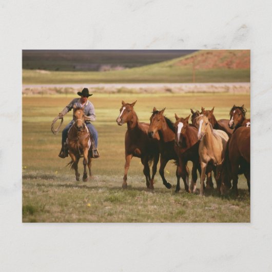 Cowboy Herding bij Ranch Briefkaart (Voorkant)