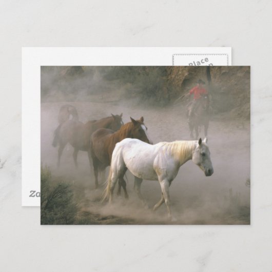 Cowboy Herding Briefkaart (Voorkant / Achterkant)