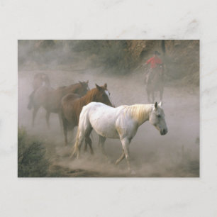 Cowboy Herding Briefkaart