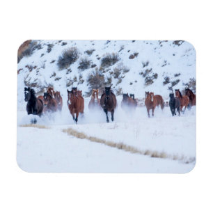 Cowboy Horse Drive   Hideout Ranch Shell, Wyoming Magneet