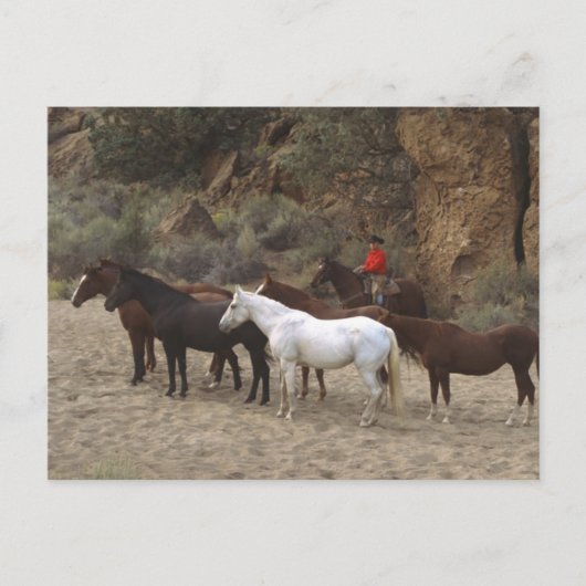 Cowboy met Herd Briefkaart (Voorkant)