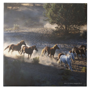 Cowboy met paarden tegeltje