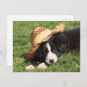 Cowboy Puppy Briefkaart (Voorkant / Achterkant)