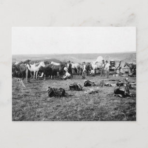 Cowboys Hobbling Horses: 1906 Briefkaart