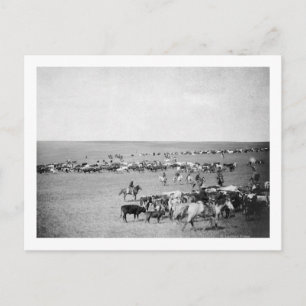 Cowboys met vee op de foto van de Waaier Briefkaart
