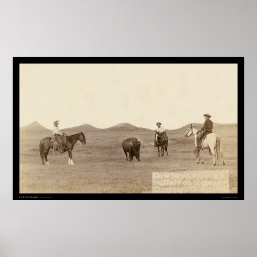 Cowboys Roping A Buffalo SD 1887 Poster (Voorkant)
