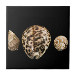 Cowrie Côes 2 Carreaux
