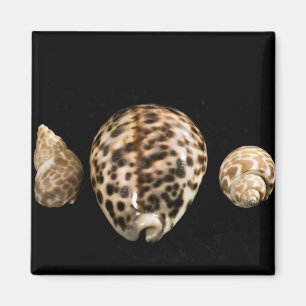 Cowrie Côes 2 Magnet