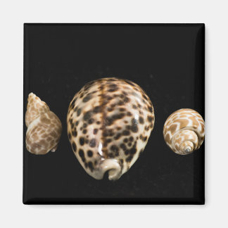 Cowrie Côes 2 Magnet