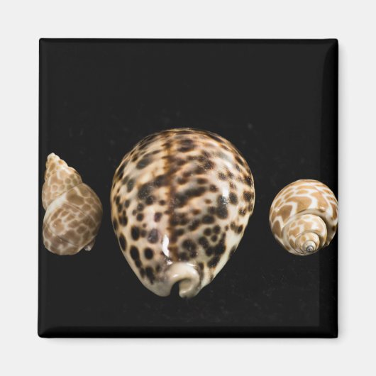 Cowrie Côes 2 Magnet (Devant)