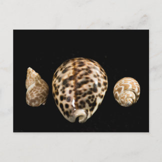 Cowrie Cones 2 Briefkaart