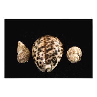 Cowrie Cones 2 Foto Afdruk