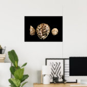 Cowrie Cones 2 Poster (Thuiskantoor)