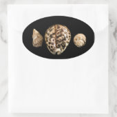 Cowrie Cones 2 Sticker (Tas)