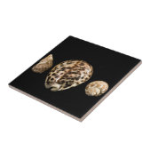 Cowrie Cones 2 Tile Tegeltje (Zijkant)