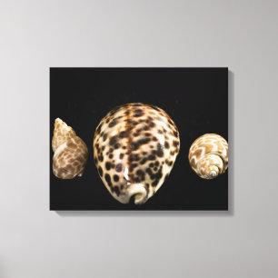 Cowrie Cônes 2 Toile Enveloppée