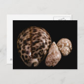 Cowrie Cones Briefkaart (Voorkant / Achterkant)