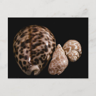 Cowrie Cones Briefkaart