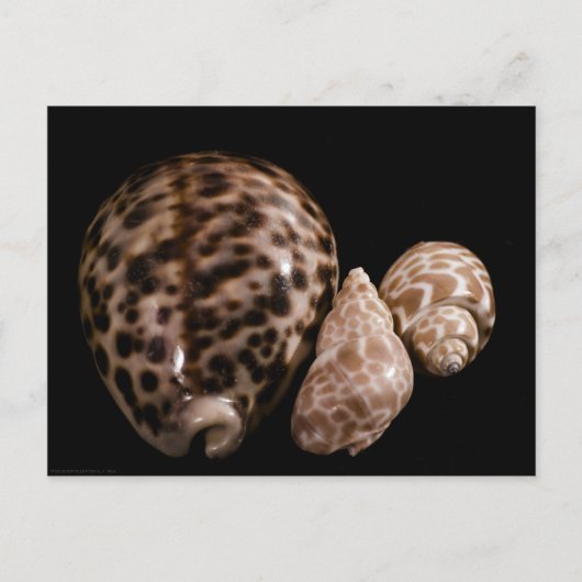 Cowrie Cones Briefkaart (Voorkant)
