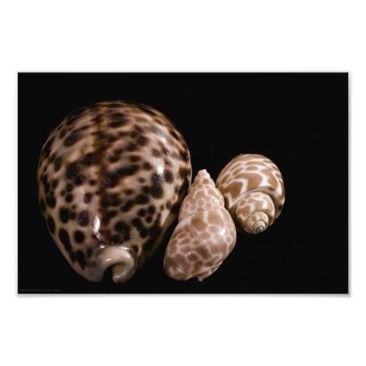 Cowrie Cones Foto Afdruk (Voorkant)