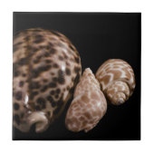 Cowrie Cones Tile Tegeltje (Voorkant)