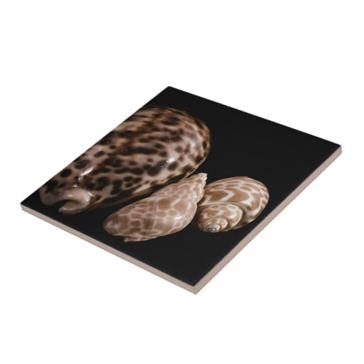 Cowrie Cones Tile Tegeltje (Zijkant)