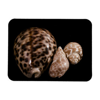 Cowrie Cones Vinyl Magnet Magneet