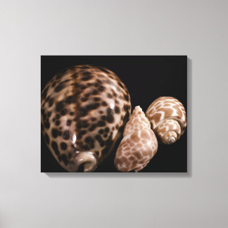 Cowrie Cones Wrapped Canvas Afdruk